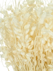 Dried flowers - white Briza, quaking grass - bunch