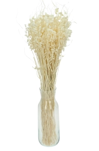 Dried flowers - white Briza, quaking grass - bunch