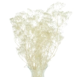 Preserved white mini  Gypsophila - bunch - dried flowers