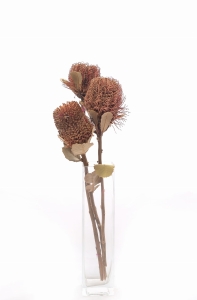 Dried Banksia Coccinea - stem - dried flowers
