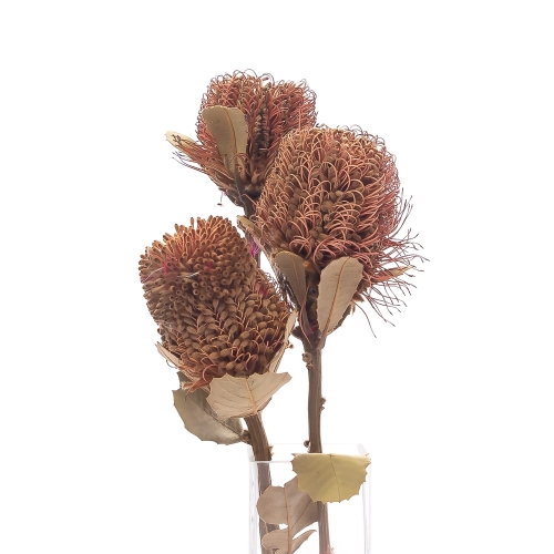 Dried Banksia Coccinea - stem - dried flowers