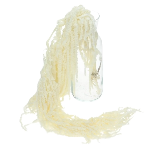 Stabilizowany szarłat zwisły bielony, amaranthus - bukiet