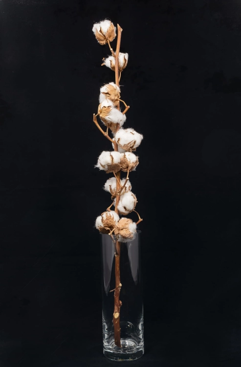Baumwolle - Zweig, 11 Blüten - Trockenblumen