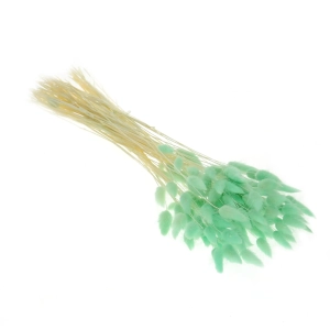 Dried mint green Lagurus - bunny tail grass ~60 stems