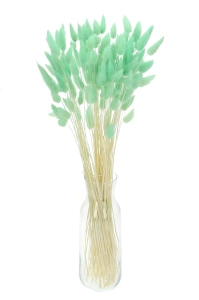 Dried mint green Lagurus - bunny tail grass ~60 stems