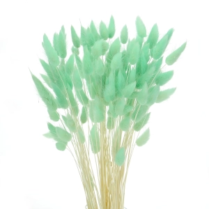 Dried mint green Lagurus - bunny tail grass ~60 stems