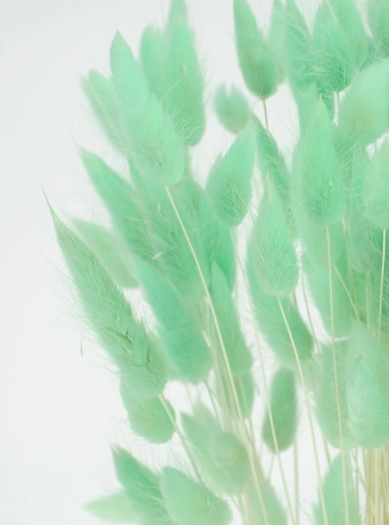 Dried mint green Lagurus - bunny tail grass ~60 stems