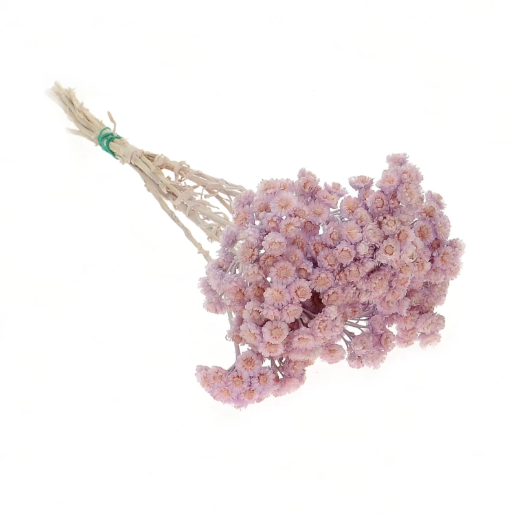 Dried lilac dwarf everlast (immortelle, Helichrysum) - bunch