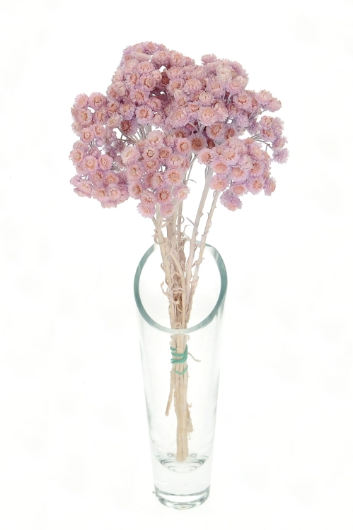 Dried lilac dwarf everlast (immortelle, Helichrysum) - bunch