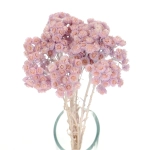 Dried lilac dwarf everlast (immortelle, Helichrysum) - bunch