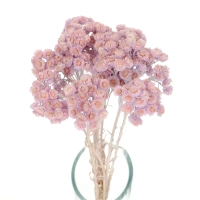 Dried lilac dwarf everlast (immortelle, Helichrysum) - bunch