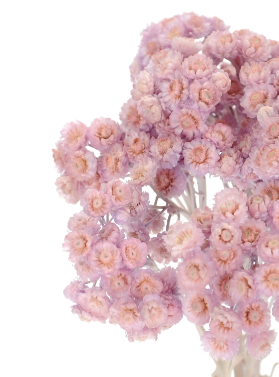 Dried lilac dwarf everlast (immortelle, Helichrysum) - bunch