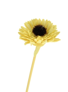 Shola flower - yellow margaret - stem