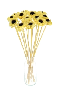 Shola flower - yellow margaret - stem