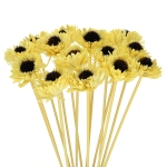 Shola flower - yellow margaret - stem