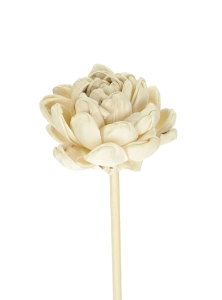 Shola flower - white english rose - stem