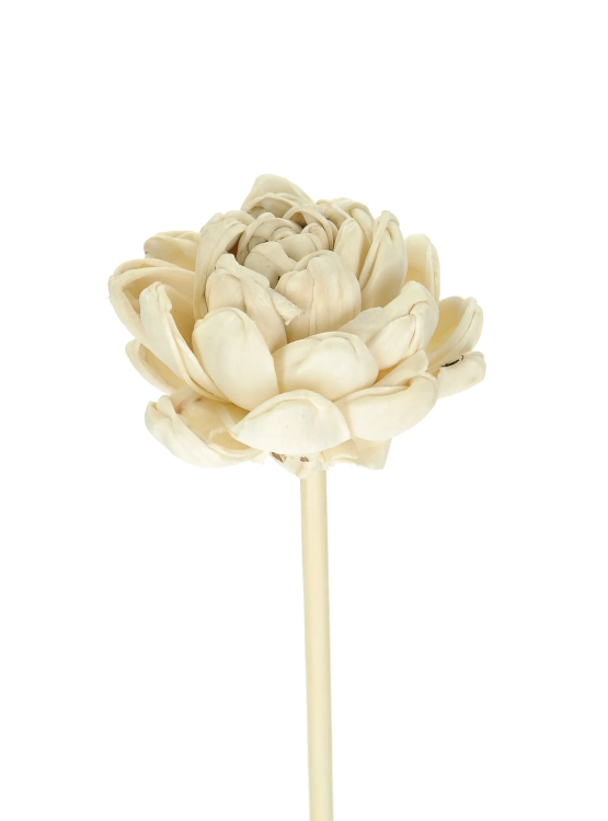 Shola flower - white english rose - stem