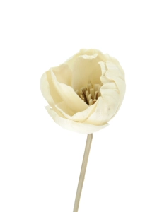 Shola flower - white magnolia - stem
