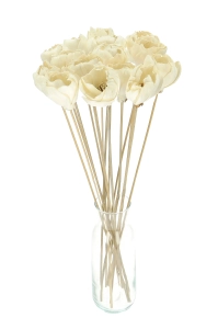Shola flower - white magnolia - stem