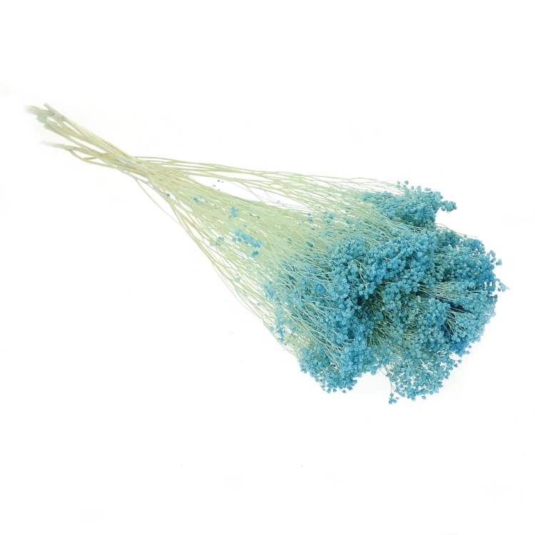 Dried flowers - light blue Broom Bloom - bunch