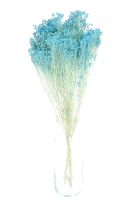 Dried flowers - light blue Broom Bloom - bunch