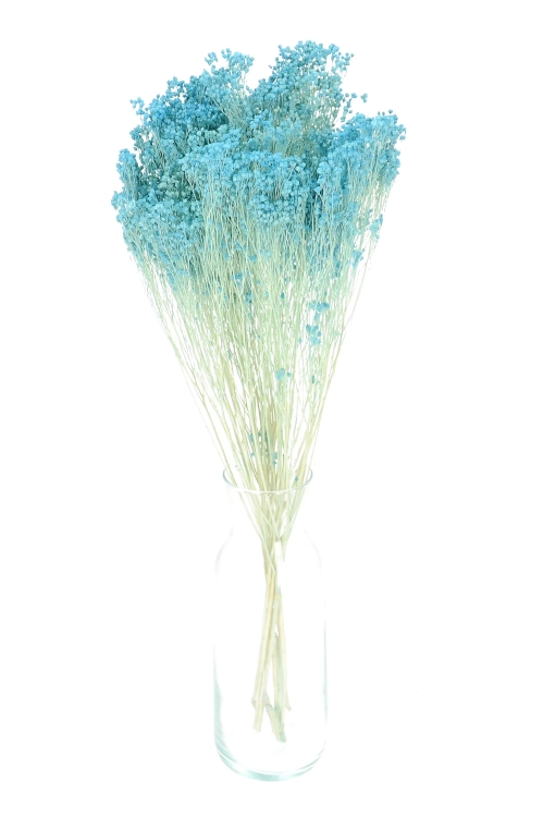 Dried flowers - light blue Broom Bloom - bunch