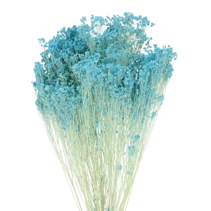 Dried flowers - light blue Broom Bloom - bunch