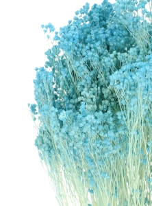 Dried flowers - light blue Broom Bloom - bunch