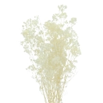 Preserved white gypsophila - bouquet - dried flowers