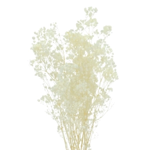 Preserved white gypsophila - bouquet - dried flowers