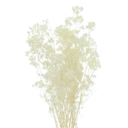 Preserved white gypsophila - bouquet - dried flowers