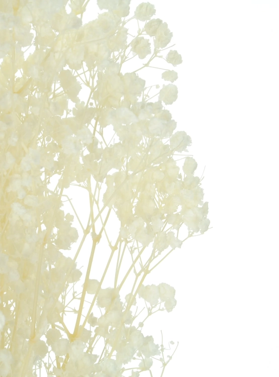 Preserved white gypsophila - bouquet - dried flowers