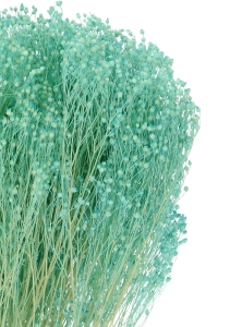 Dried flowers - turquoise Broom Bloom - bunch