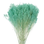 Dried turquoise Broom Bloom - bunch