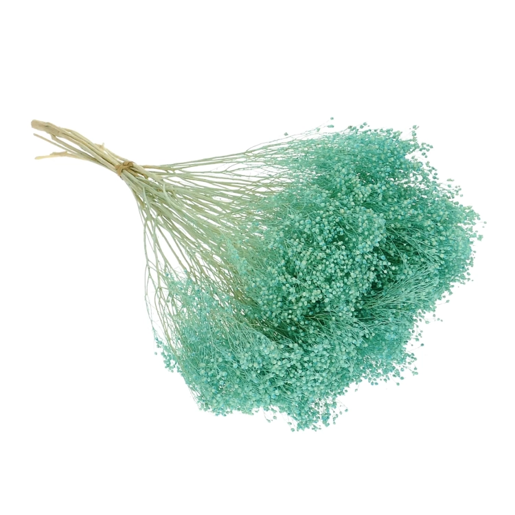 Dried flowers - turquoise Broom Bloom - bunch