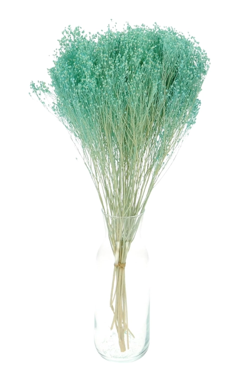 Dried flowers - turquoise Broom Bloom - bunch