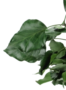 Preserved ivy leaves - bunch