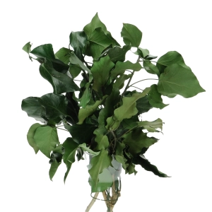 Preserved ivy leaves - bunch