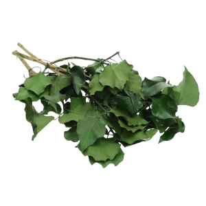 Preserved ivy leaves - bunch