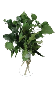 Preserved ivy leaves - bunch