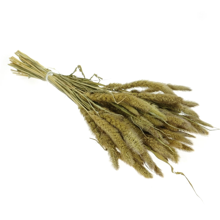 Suszona setaria (włośnica) naturalna - trawa ozdobna ~30 szt.