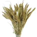 Setaria (Borstenhirse), natürlich - Strauß, ~30 Stk. - Trockengräser