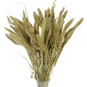 Suszona setaria (włośnica) naturalna - trawa ozdobna ~30 szt.