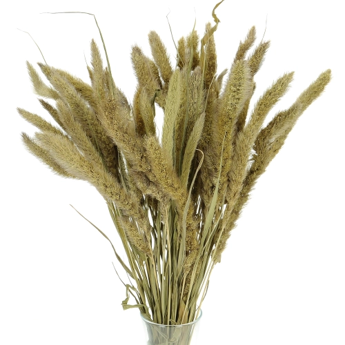 Suszona setaria (włośnica) naturalna - trawa ozdobna ~30 szt.