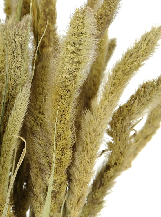 Suszona setaria (włośnica) naturalna - trawa ozdobna ~30 szt.