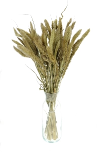 Suszona setaria (włośnica) naturalna - trawa ozdobna ~30 szt.