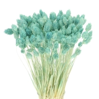 Dried baby blue Phalaris - canary grass ~80 stems