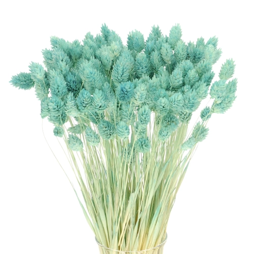 Dried baby blue Phalaris - canary grass ~80 stems