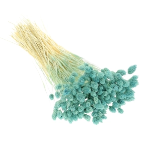 Dried baby blue Phalaris - canary grass ~80 stems