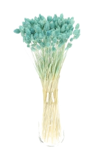 Dried baby blue Phalaris - canary grass ~80 stems